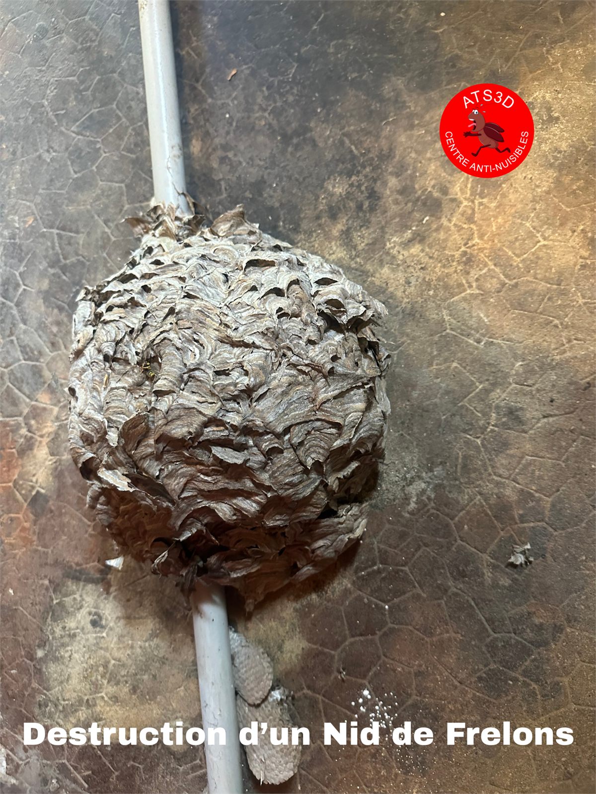Nid de guêpes sous charpente à Lyon - destruction ATS3D