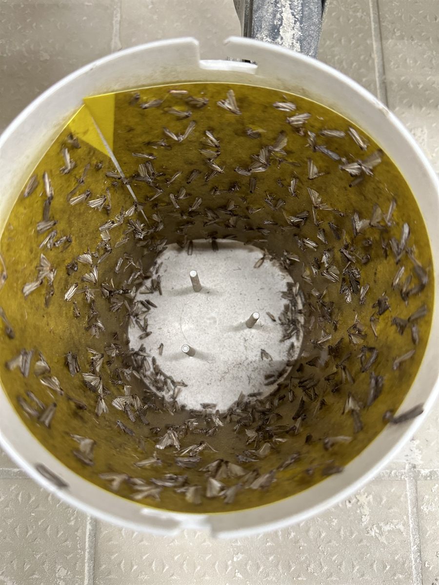 Piège à phéromones rempli de mites alimentaires - ATS3D Grenoble
